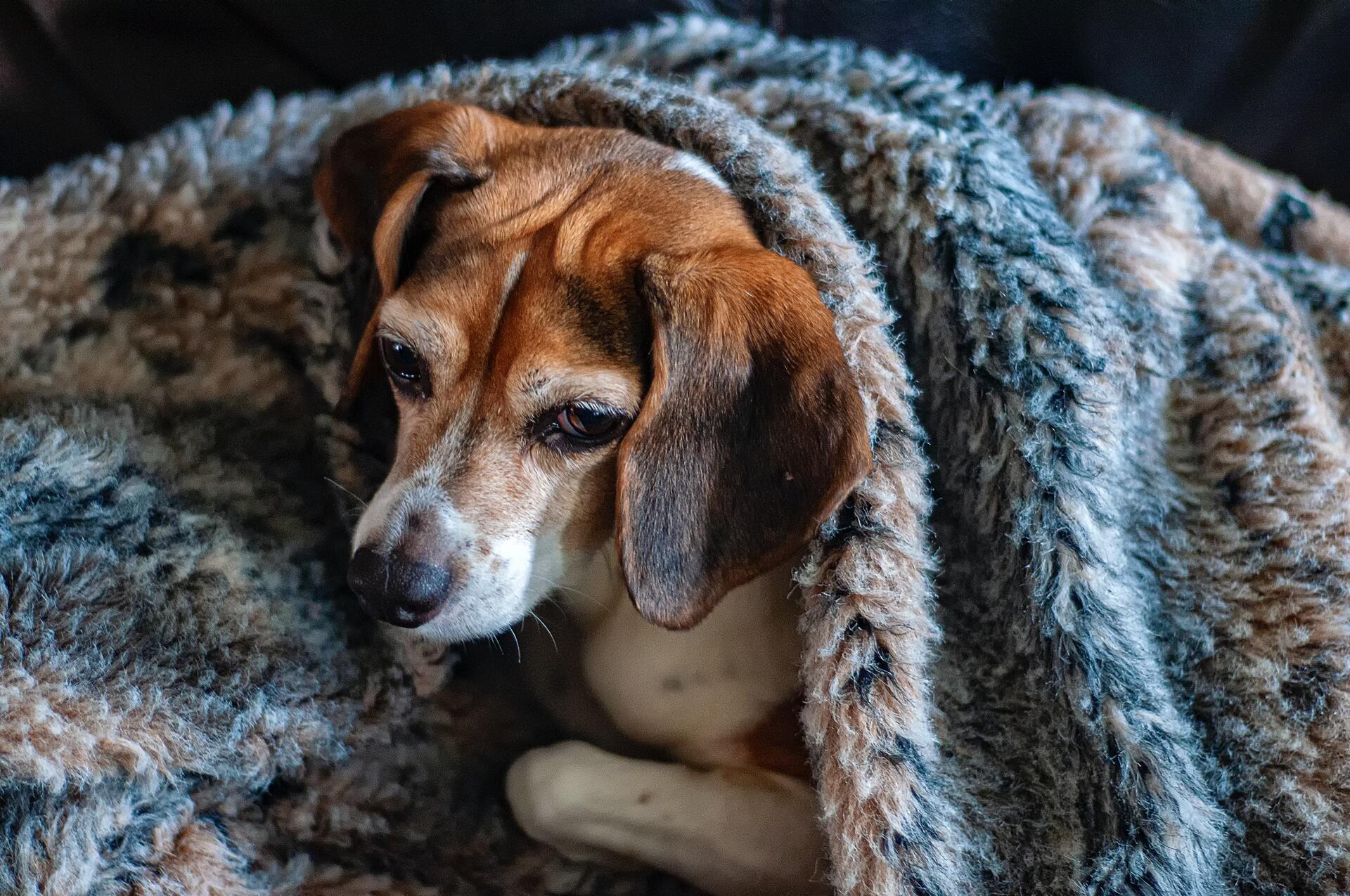 abrigar perros en invierno