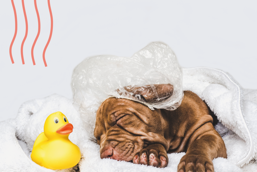 Como bañar a un perro