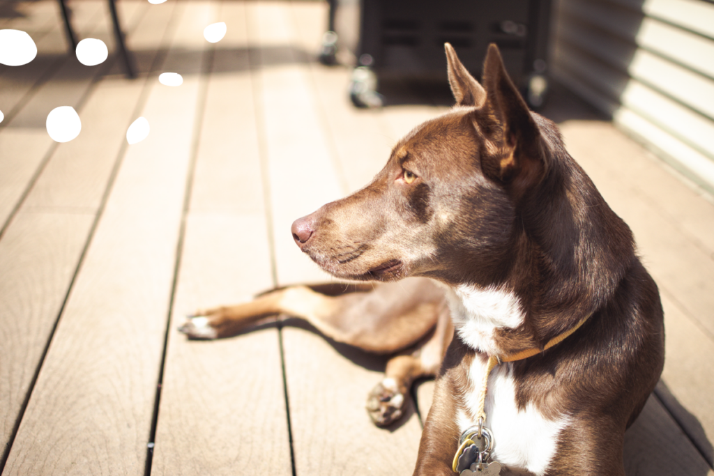 quemaduras solares en perros
