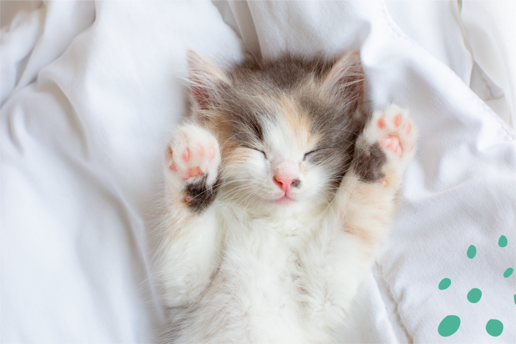 bendición ganancia Disparo Cómo duermen los gatos? Curiosidades y posturas - Grupo Yagu