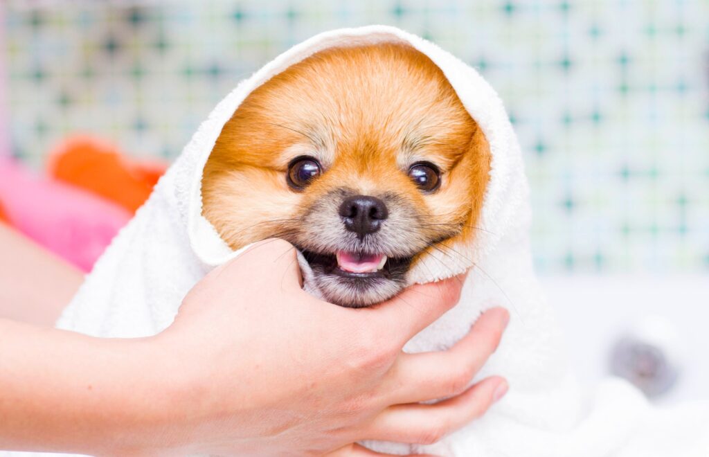 Higiene en perros
